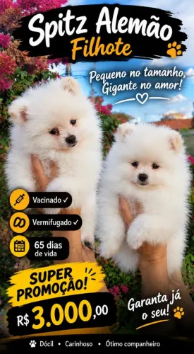 Spitz Alemão 