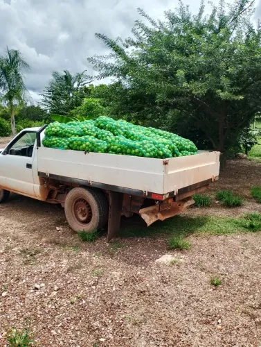 Limão Taiti no atacado 