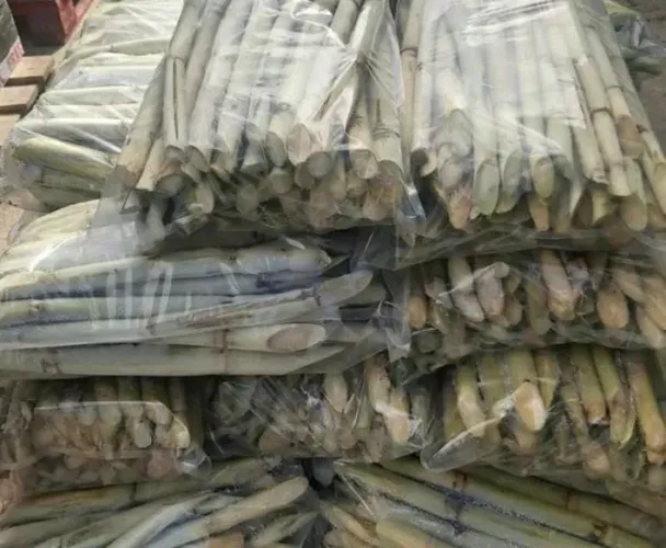 Vende se cana de açúcar para garapa