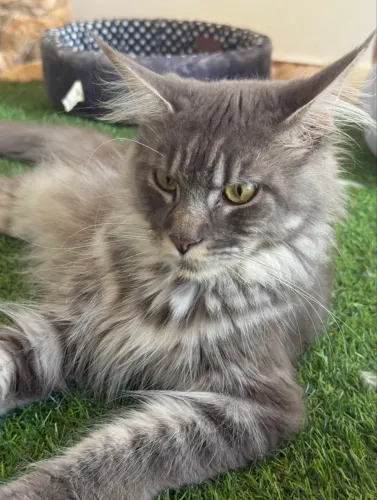 Maine Coon Linda Fêmea com Pedigree