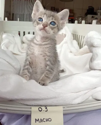 Gatinho filhote lindo para adoção