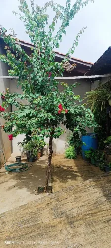 Casa em Goianésia 