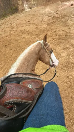 Potro Cavalo Quarto de Milha Gunner