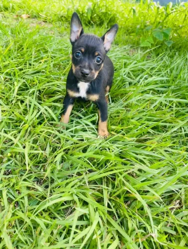 Filhote de pinscher machinho