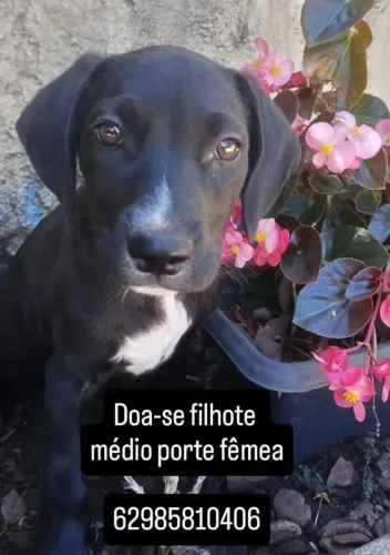 Filhotes para adoção