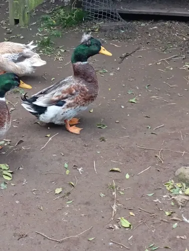 Mareco de pom pom macho