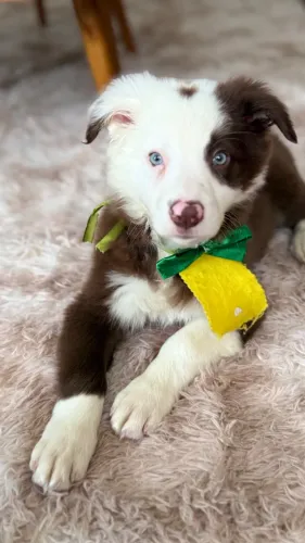 Border Collie Chocolate e Branco - Macho