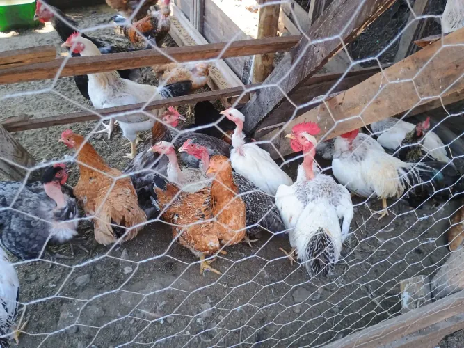 Vendo patos e galinha caipira 