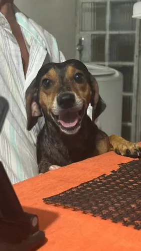 ADOÇÃO RESPONSÁVEL - Cachorrinho Salsicha (MINI) - Dachshund
