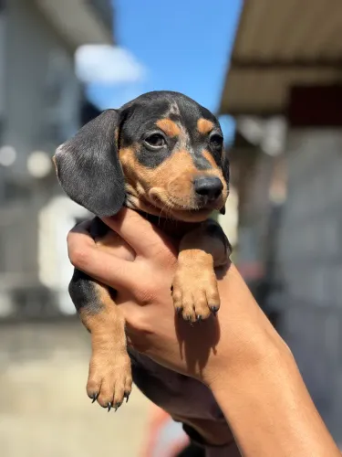 Dachshund Macho Arlequim Cofap Linguicinha