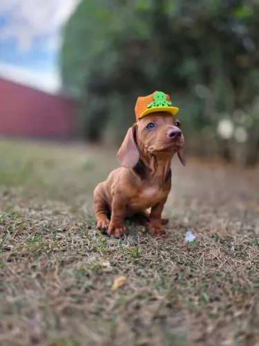 Filhote Dachshund (salsichinha)