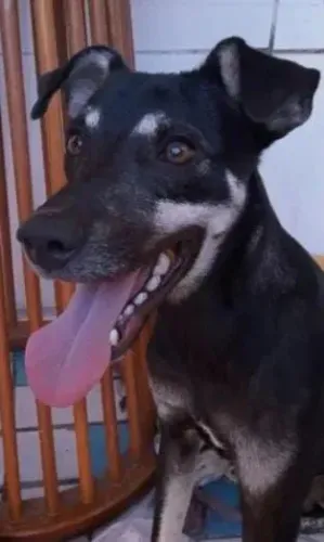 Cachorro 