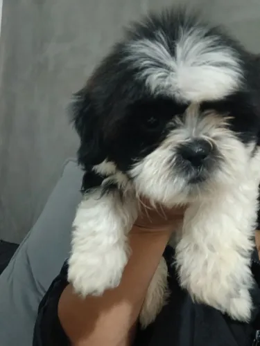 Filhote de shitzu com lhasa apso ( machinho)