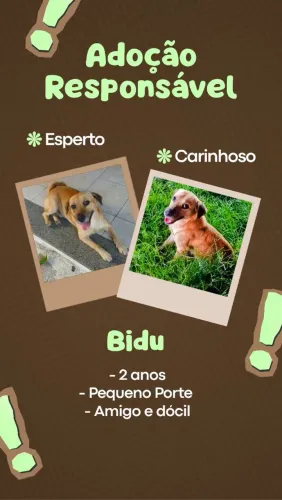 Adoção Cachorrinho Lindo e Dócil!
