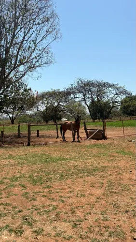 Égua machadeirinha 