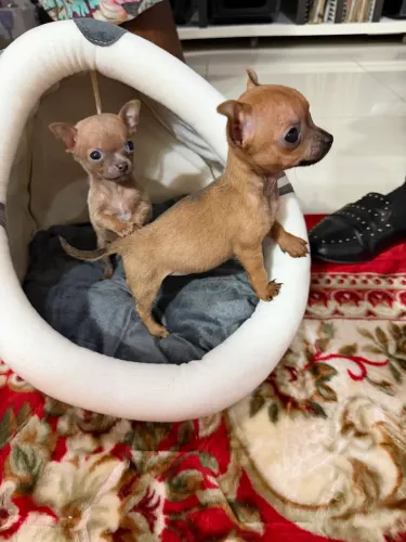 Chihuahua lindo casal 
