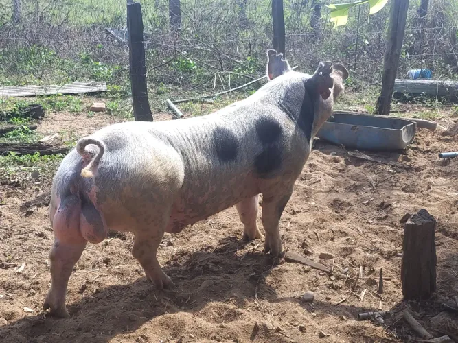 Vendo filhote de porco pietran P.O pai e mãe registrados