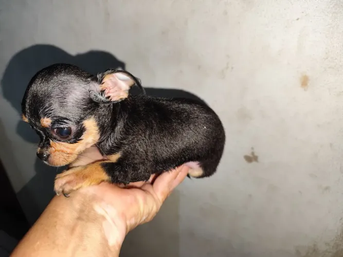 Animais de estimação