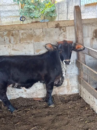 VACAS