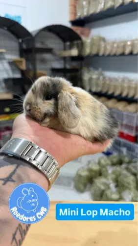 Menores raças de coelhos do mundo (Roedores CWB)