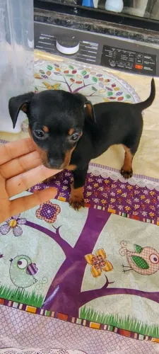 PINSCHER MACHO E FÊMEA