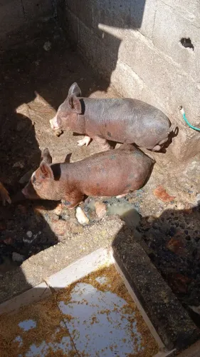 Carunchinhos a venda