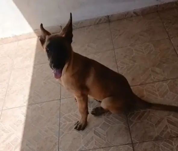 Pastor Belga Malinoar com 90 dias