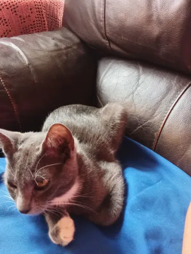 Gato