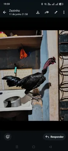 Animais de estimação 