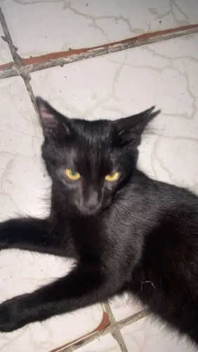 Gata preto para adoção 