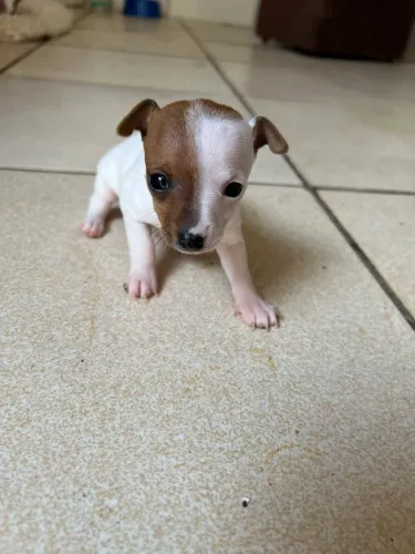 Pinscher 0