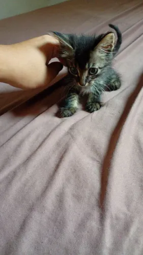 Gatinhos pra adoção