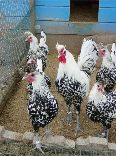 Pintinhos Appenzeller 