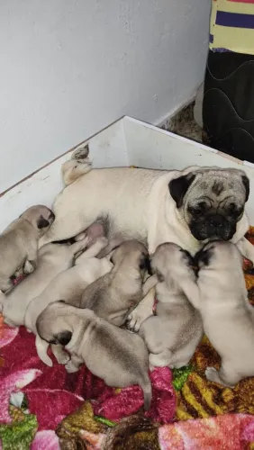 Vendo filhotes de pug