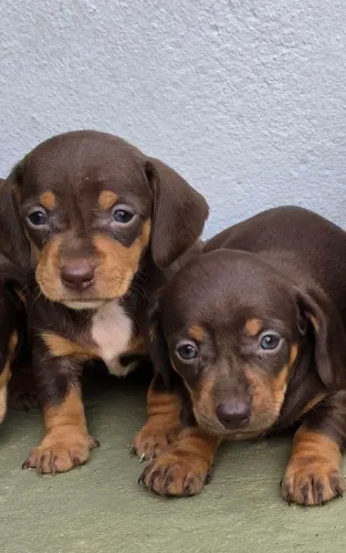 Filhote de Dachshund, Basset, Teckel, Salsichinha