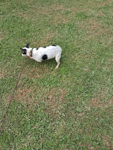 Animal de estimaçao