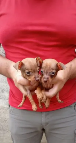 Filhotes de Pinscher disponíveis - machos e fêmeas com muito carinho
