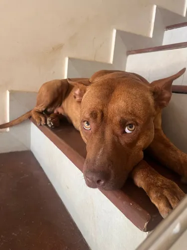 Cachorro para adoção