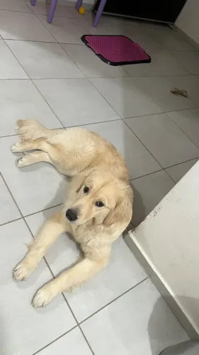 Filhote Golden