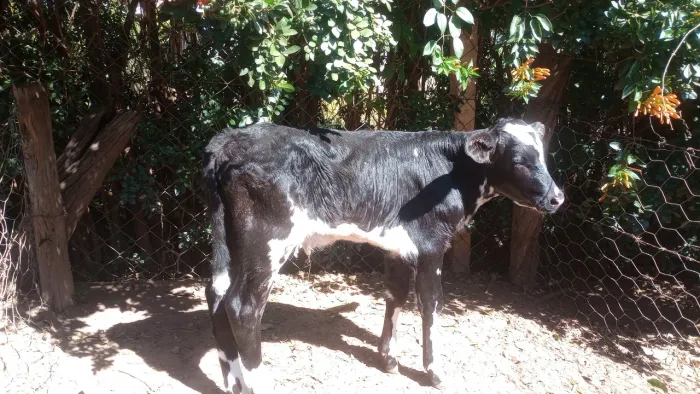Bezerro girolando está na mamadeira 