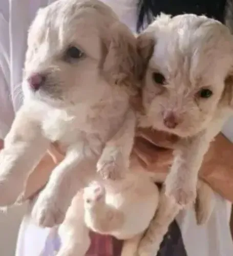 Poodle toy de focinho rosado machinhos
