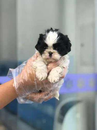 Shih Tzu- Fêmea linda pretinha e branca com 50 dias, bolinha de amor-Dani