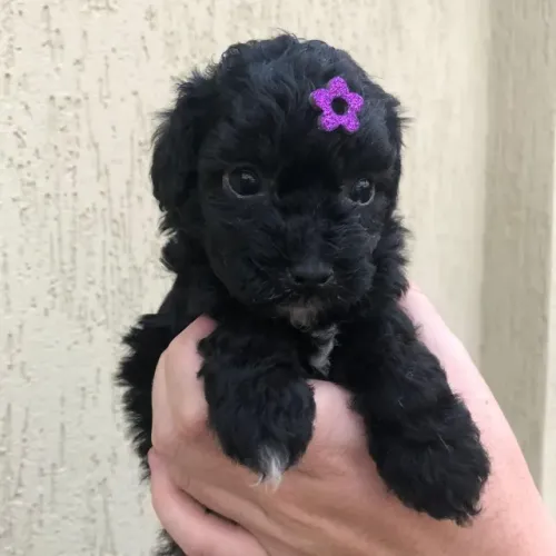 Poodle toy Filhotes com Pedigree e garantia de saude 