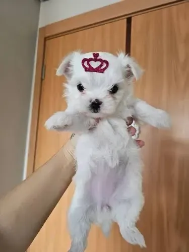 Filhotes de maltês venha se apaixonar 