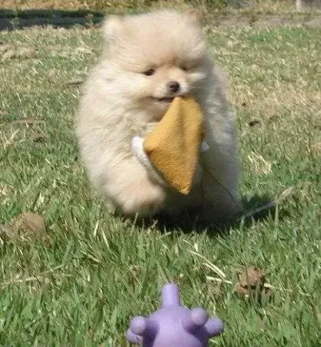 Spitz Alemão Lealdade e Personalidade Únicas!