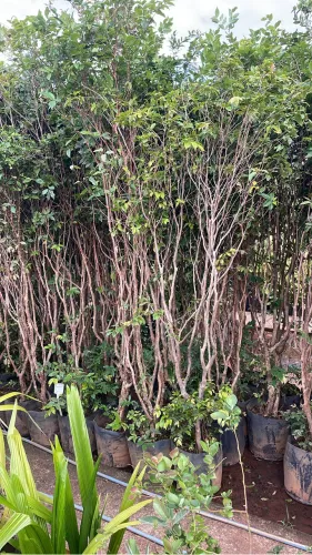 Muda de Jabuticaba Híbrida 