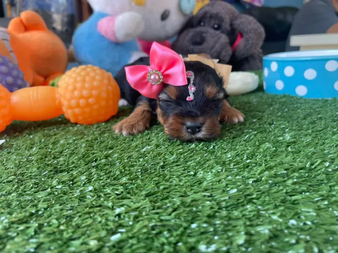 Yorkterrier fêmea mini
