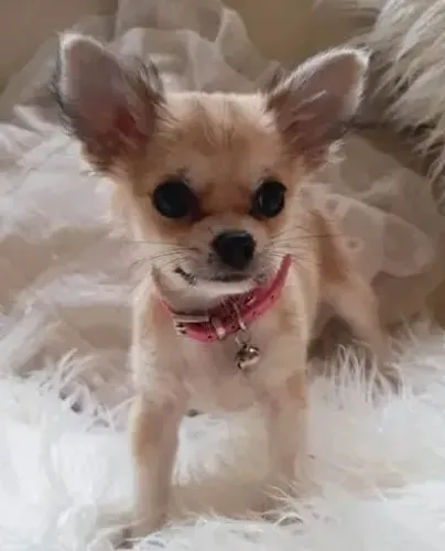 Filhotes de Chihuahua Miniatura com Cores Variadas
