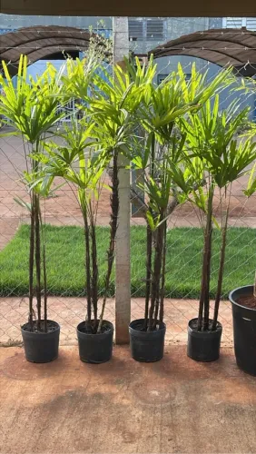 Palmeiras Ráfia em vasos - Lindas e Prontas para Plantar!