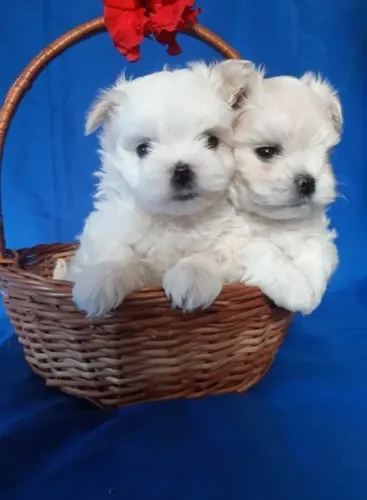 Maltês Mini White Fêmea - Pequena, Inteligente e Muito Carismática!